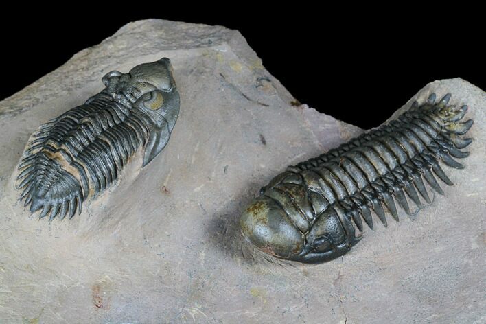 Metacanthina & Crotalophalina Trilobite - Fantastic Association #174903